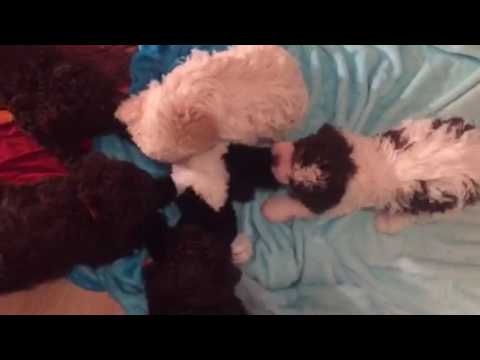 2017-02-08 Lagotto Welpen ziehen Lachsack-Hund an den Ohren