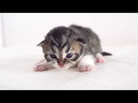crying kitten #cute #cat