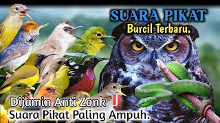 Download lagu BURCIL AUTO KUMPULā¼ļø Suara Pikat Lengkap Paling Ampuh Untuk Burung Liar. Dijamin Anti Zonk. mp3 Download lagu BURCIL AUTO KUMPULā¼ļø Suara Pikat Lengkap Paling Ampuh Untuk Burung Liar. Dijamin Anti Zonk. mp3
