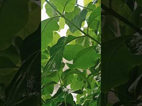 Sound of rain 🌧#shorts #subscribe #rain