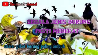 Download lagu suara pikat mp3 burung paling ampuh mp3