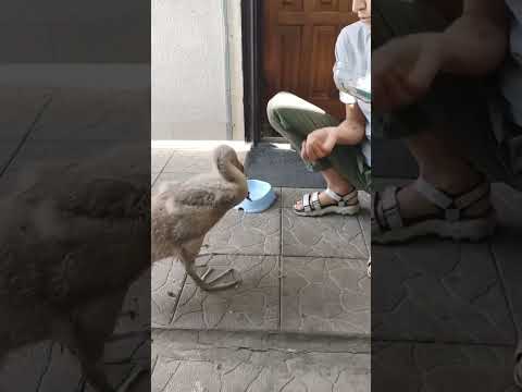 Уже и не совсем маленький лебедь Укропчик завтракает свежими листьями салата 🐥🥬🥬🥬