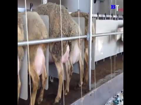 ALDAMA MENI xafa bo'lish yo'q(2)