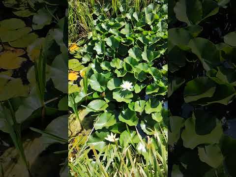 Nymphaea candida dwarf lily.#shortvideo #viralvideo #shorts