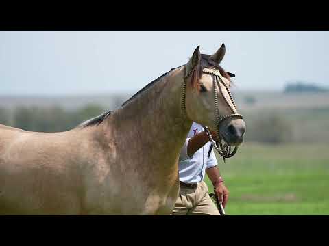 Lote 1 - Basca Glicínia