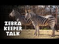 NEW African Savannah Zebra Keeper Talk At Taronga Zoo Sydney