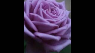 Kjerstin Dellert-Mamy Blue