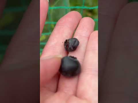 園芸 まさにオリジナルの果樹「メイベリー」