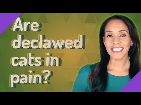 Are declawed cats in pain?