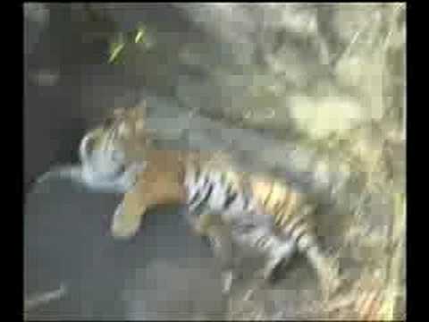 petch tiger by dipesh