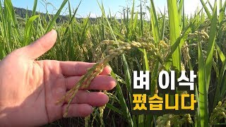벼 이삭이 피었습니다. 추석 전 콤바인으로 수확합니다