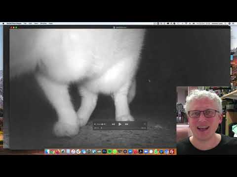 Foxy Loxy visits my patio in Ipswich