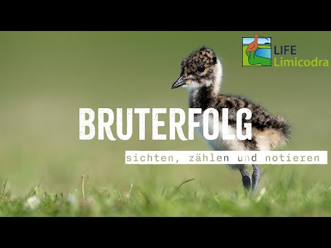 Freunde der Jagd | 𝗧𝗲𝗶𝗹 𝟭 Kiebitz, Küken, Küste - Brutvogelmonitoring im NSG Freesendorfer Wiesen