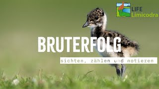 Freunde der Jagd | 𝗧𝗲𝗶𝗹 𝟭 Kiebitz, Küken, Küste - Brutvogelmonitoring im NSG Freesendorfer Wiesen