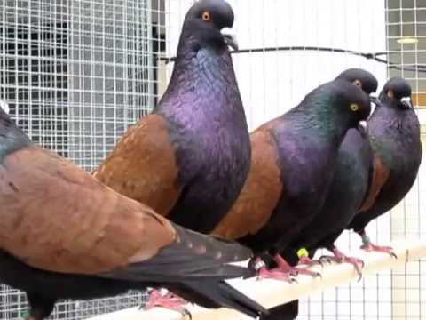 Thuringian Goldbeetle National German Pigeon Show
