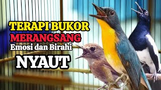 Download lagu TERBUKTI AMPUH, MERANGSANG EMOSI TLEDEKAN GUNUNG, SRDC DAN KACER mp3