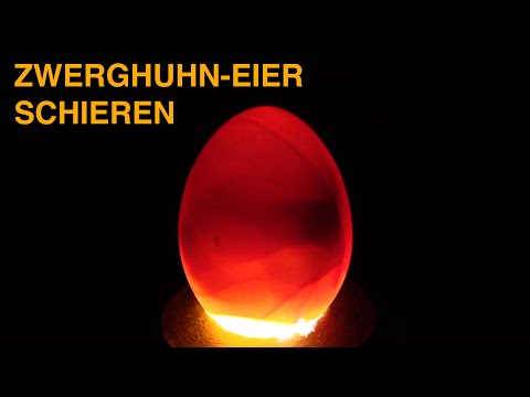 Zwerghuhn EIER schieren am Tag 11 mit der Eigenbau Schierlampe