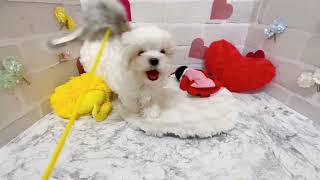 マルチーズの動画02