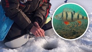 Подкормка на окуня для зимней рыбалки