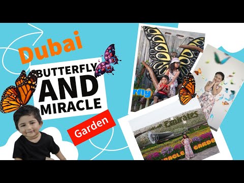 Dubai Miracle Garden / butterfly garden