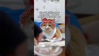 どのおやつを選ぶかな？？ #かわいい #cat #もんちゃん #ネコ #ねこ #猫動画 #cute #猫好きさんと繋がりたい #猫のいる生活