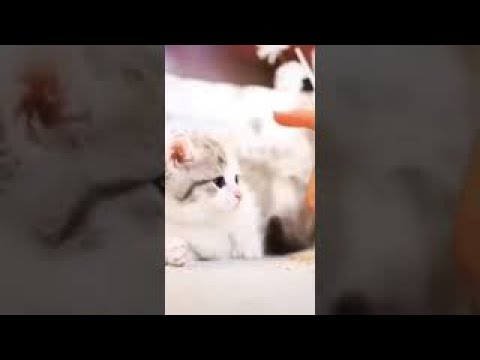 When You Can't Cuddle A Kitten - 😻CUTE KITTEN CAT BABY VIDEO#Shorts