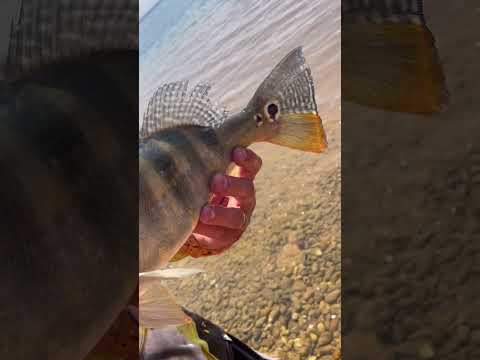 Tucunaré no lago de Palmas #pesca #tucunare #fishing #peixe #camping