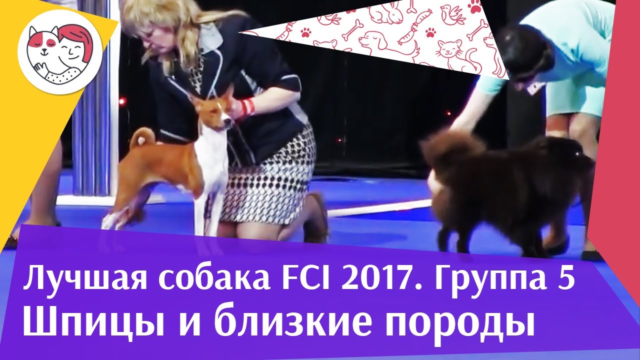 Лучшая собака 5 группы по классификации FCI 18 марта на Евразии 17 ilikepet