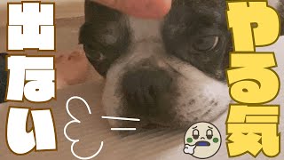 妻がいなくて喪失感のある愛犬😭