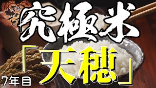 【天穂のサクナヒメ】一時帰国【その6】