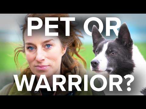 Wild & Tame and CSJ Specialist Canine Feeds