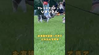 フレブルは他のワンコと仲良くなれなかったです😭 #shorts