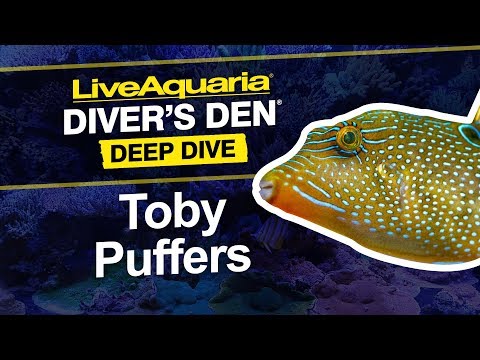 LiveAquaria® Diver’s Den® Deep Dive: Toby Puffers (Canthigaster sp.)