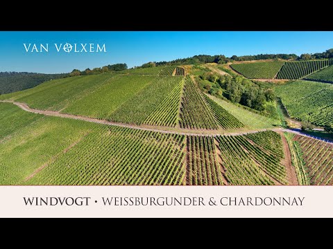 Weingut Van Volxem - "Windvogt" - Weißburgunder & Chardonnay