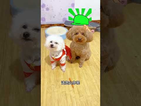 演技满分的狗狗，演绎媳妇出轨，这状态不像演的#Shorts (1)