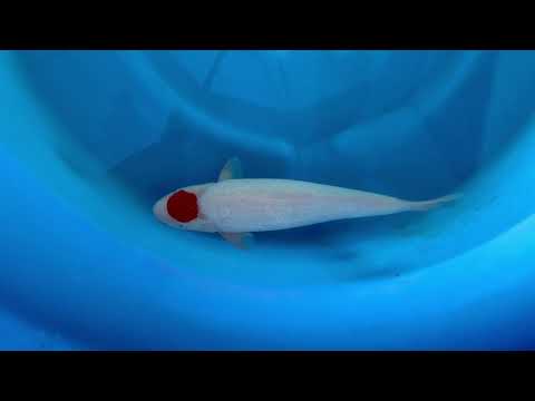 23rd JKS Online Auction: JKS-AC23-35 - Ginrin tancho 46cm Female