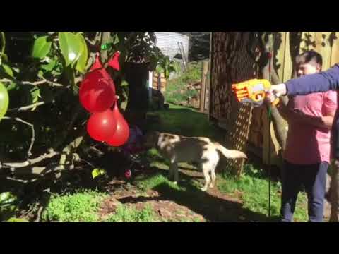 Sharp stick vs sharp nerf bullet