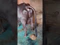 Animalslovers Forsale Dairy Viral Cow Cowlover Buffalo Video Buffalolove Hfcow