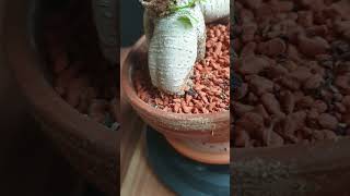 Download lagu New roots developing on previously pruned trunk! #bonsai #roots #ficusmicrocarpa mp3
