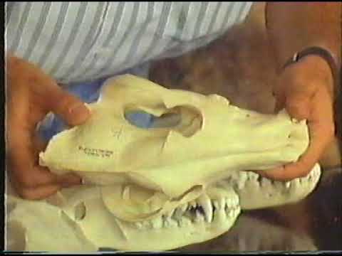 Wolf the Spanish Outlaw! Part 1