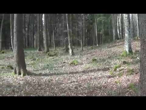 Orkan Lothar Dezember 1999