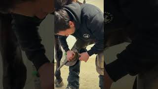 Nailing on a Horseshoe #horses #farrier #satisfyingvideo #horseshoeing #asmr #blacksmith #horses
