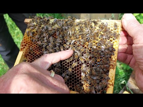 Boriss und Melissa 594 - 22. "Albschäferweg für Stubenhocker" - Bienen und Küpfendorf