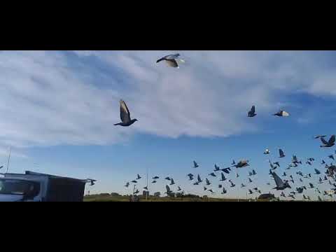 21-11-2025 : Suelta del CIP desde Pergamino, Buenos Aires