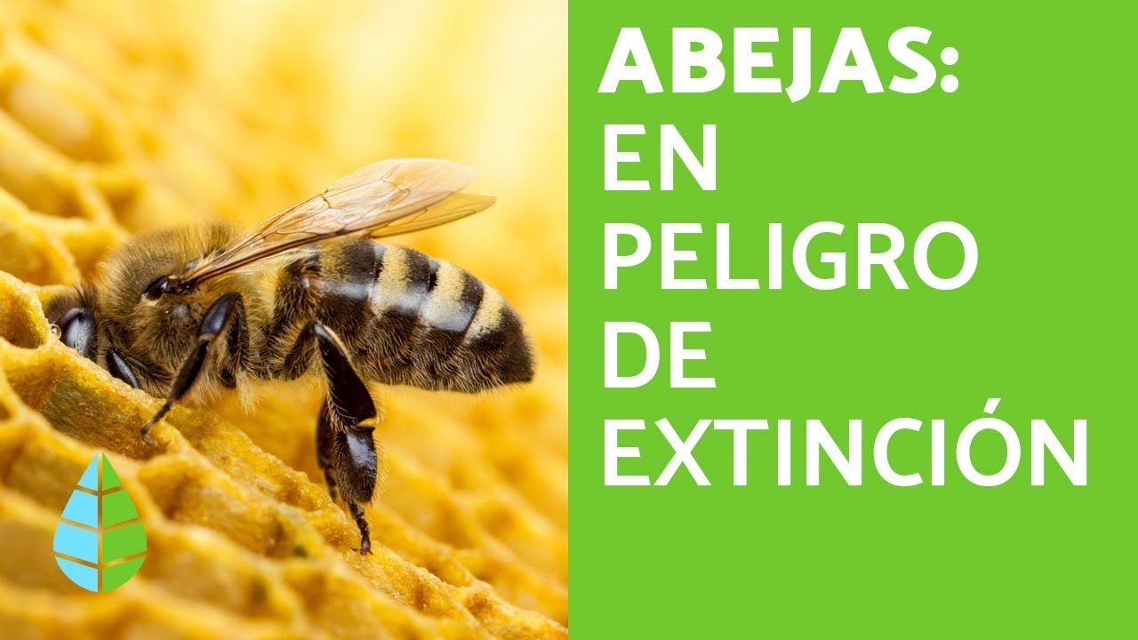 Las ABEJAS en PELIGRO de EXTINCIÓN