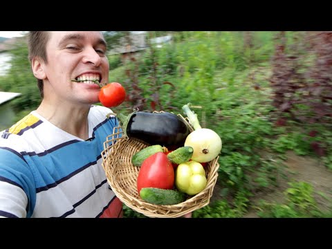 La cules Legume prin gradina