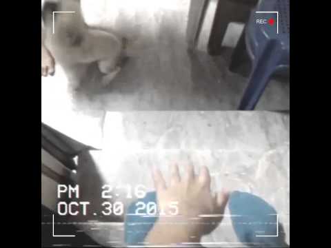 October 30, 2015 | Pitzville