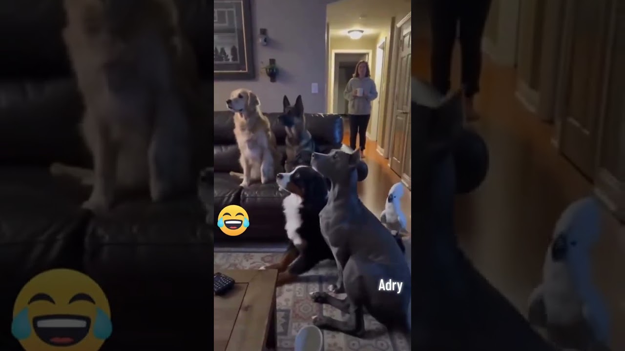 Попугай 2 часть 😂. #попугай #пранк #собаки #угар #юмор #мемы