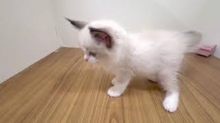 ラグドールの動画01