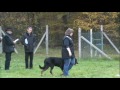 Beauceron - Beauceron Faust du Fond des Camps - Champion du Monde dObeissance du Berger Français 2011